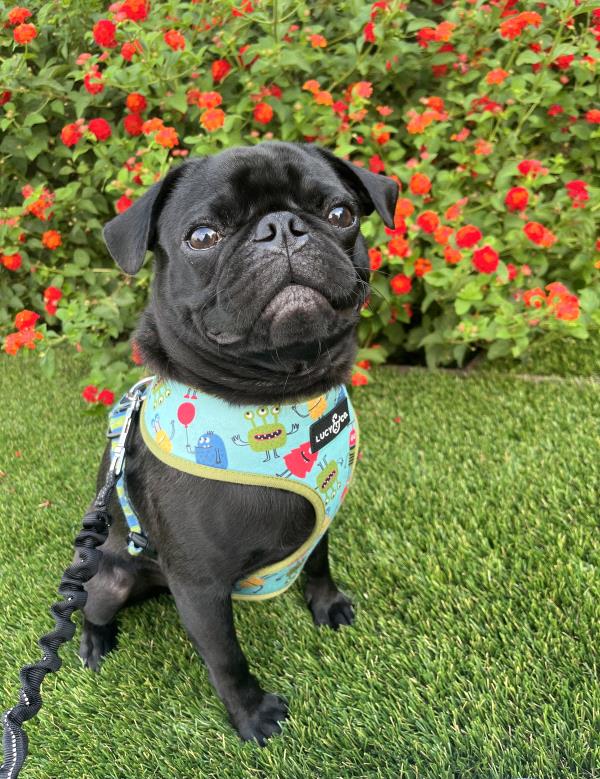 /images/uploads/pug nation rescue of los angeles/pugnation2024/entries/30811thumb.jpg